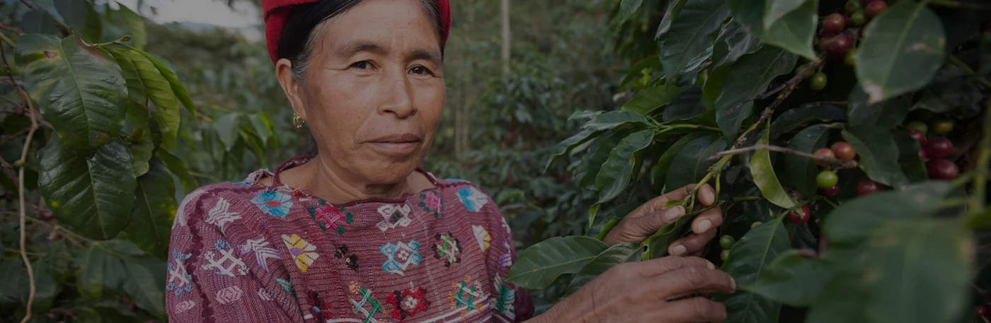 Fairtrade certification means that co-operatives get a fair price for their beans, thus allowing them to invest in better salaries, equipment and social projects.